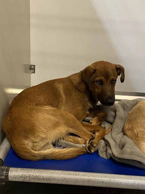 Photo of Hopper, adoptable German Shepherd Dog in Modesto, California