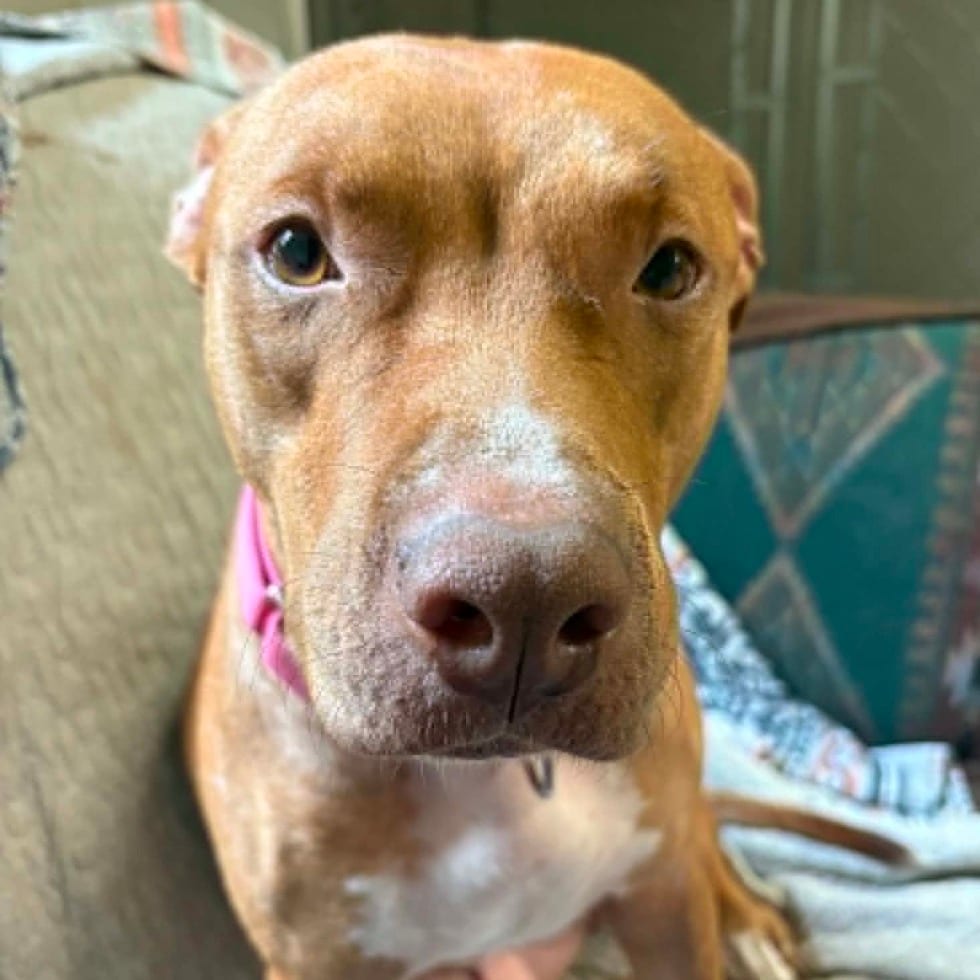 Photo of Rosie, adoptable Mixed Breed (Large) in West Olive, Michigan