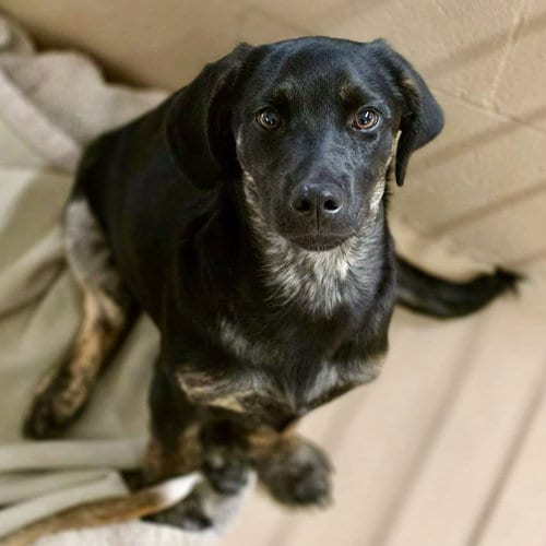 Photo of Raven, adoptable Dachshund in Yreka, California