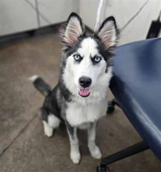Photo of Wednesday, adoptable Mixed Breed