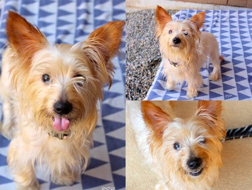 Photo of Fritz, adoptable Norwich Terrier in Fort Wayne, Indiana