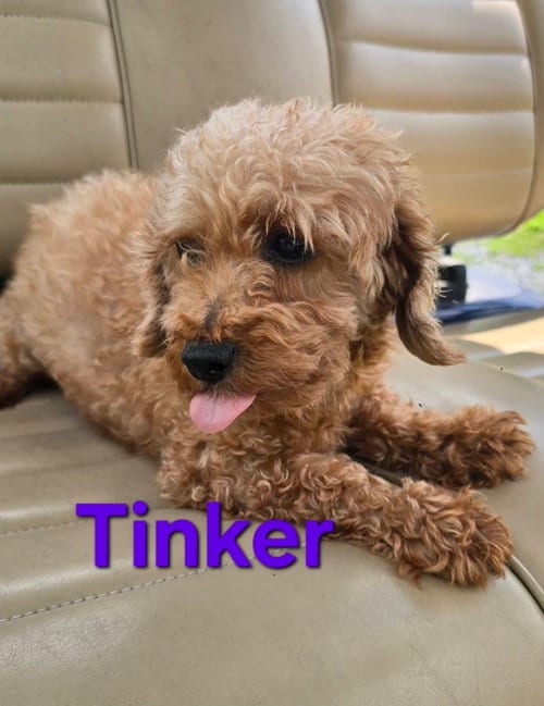 Photo of Tinker, adoptable Poodle (Miniature) in Seaford, Delaware