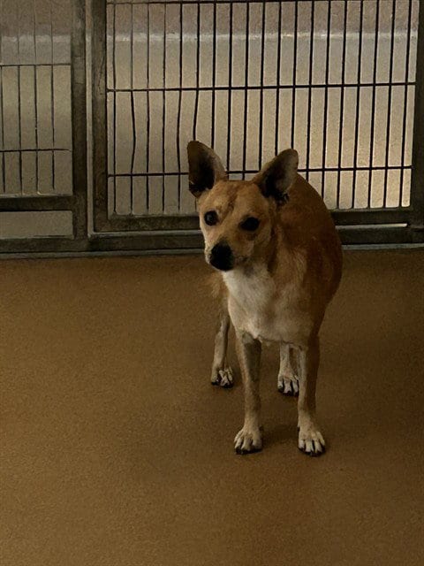 Photo of Donatello, adoptable Chihuahua in Martinez, California