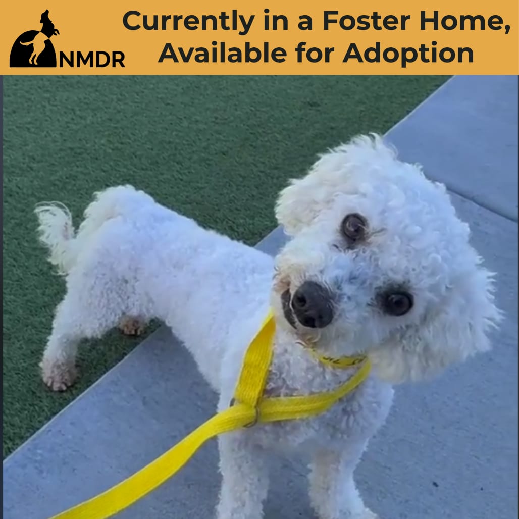 Photo of Bj (Ap26-94), adoptable Bichon Frise in Colorado Springs, Colorado