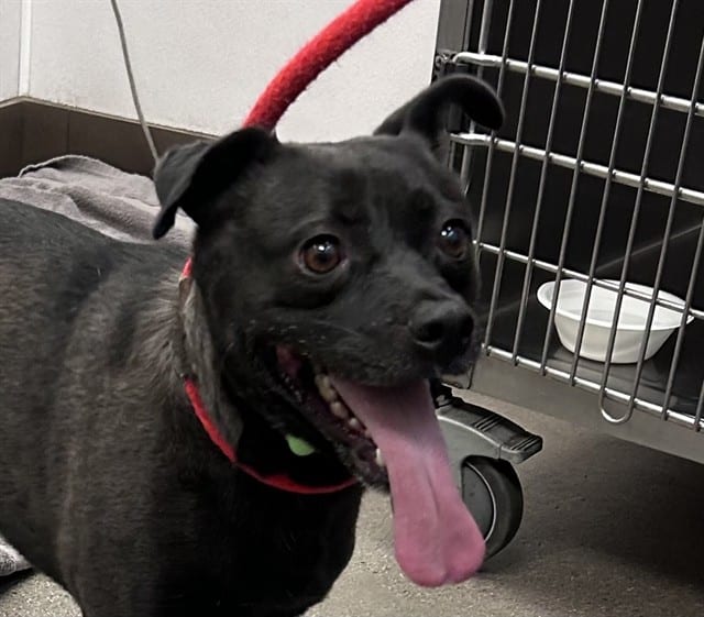 Photo of Smoky, adoptable dog