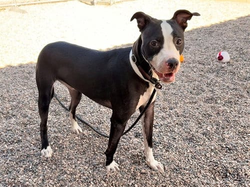 Photo of Rocco, adoptable American Pit Bull Terrier in Mesa, Arizona