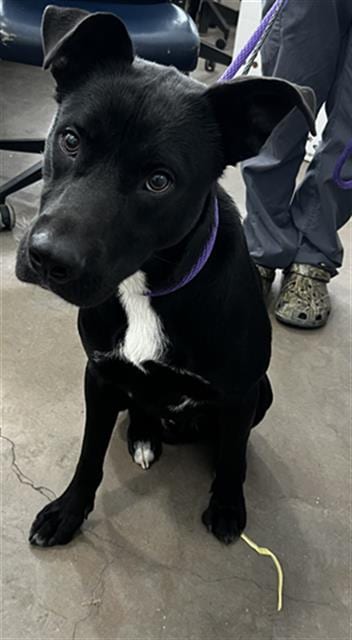 Photo of Roman, adoptable Mixed Breed