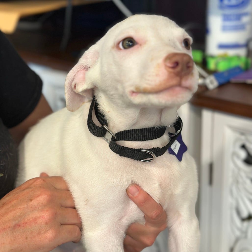 Photo of York, adoptable Mixed Breed (Medium) in San Francisco, California