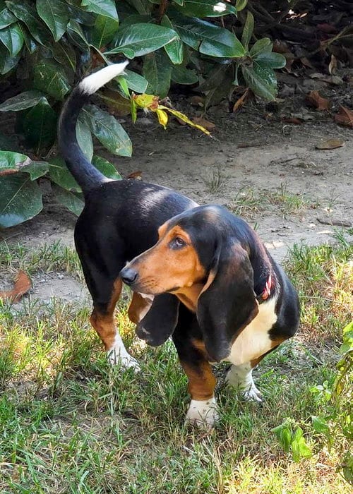 Photo of Elvis, adoptable Basset Hound in Milmay, New Jersey