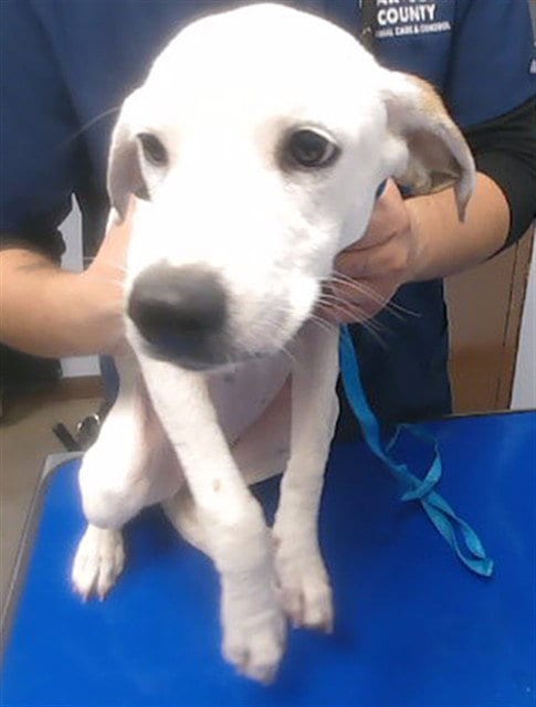 Photo of Coraline, adoptable Beagle in Phoenix, Arizona