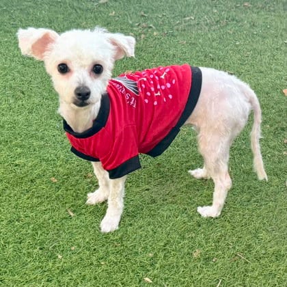Photo of Jolie, adoptable Poodle (Miniature) in Oakland, California