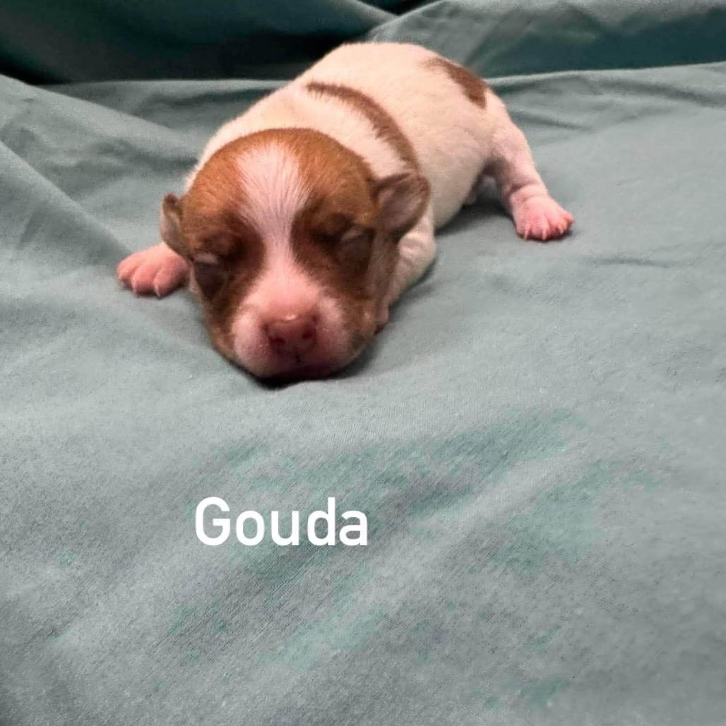 Photo of Gouda, adoptable Chihuahua / Mixed Breed (Small) in Whitestone, New York