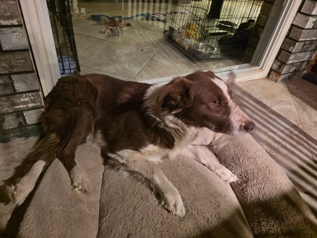 Photo of Heartland No. 59, adoptable Border Collie in Texas