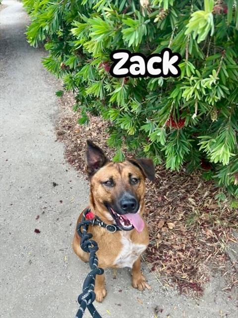 Photo of Zack, adoptable Australian Kelpie in Lompoc, California