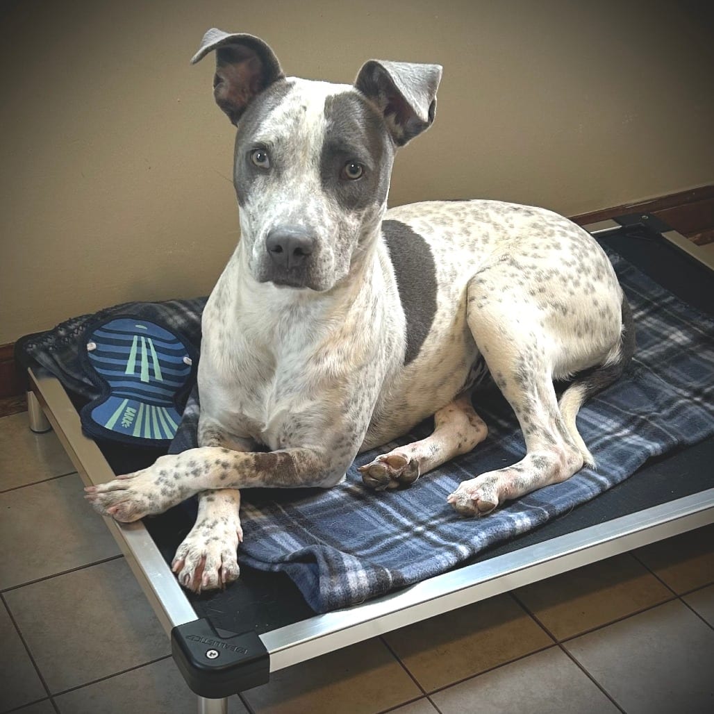 Photo of Joanna, adoptable Mixed Breed (Medium)
