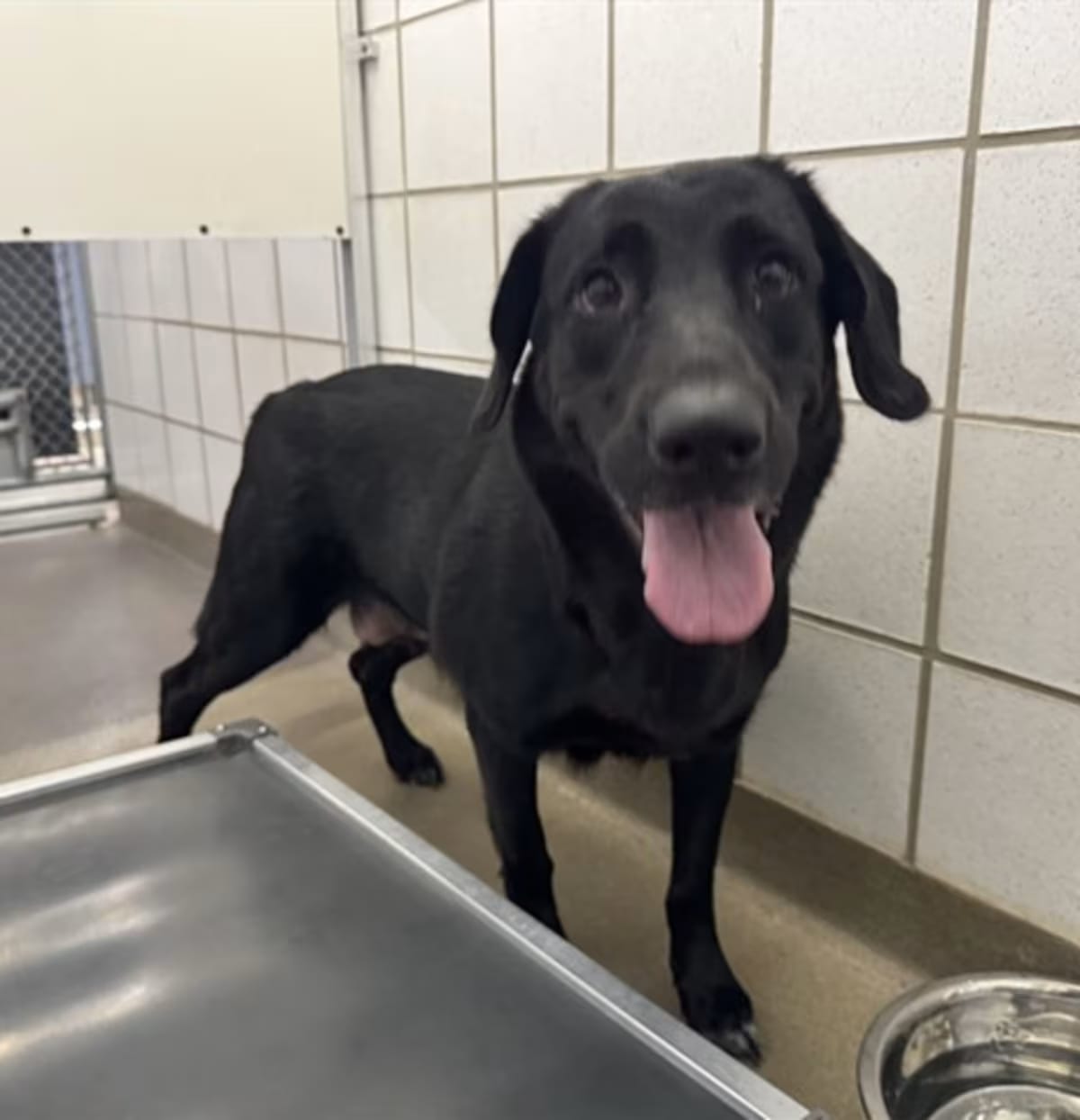 Photo of Sweetie, adoptable German Shepherd Dog Pointer in Colorado Springs, Colorado