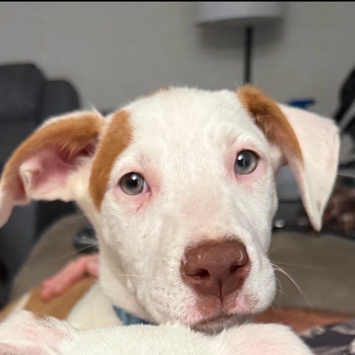 Photo of Tucker, adoptable Mixed Breed (Medium) in Winfield, West Virginia