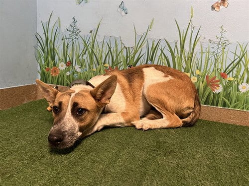 Photo of Jessie, adoptable Australian Cattle Dog/Blue Heeler in Castaic, California