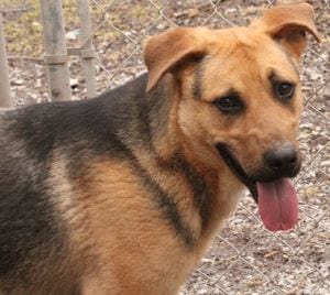 Photo of Knox, adoptable German Shepherd Dog in Savannah, Missouri