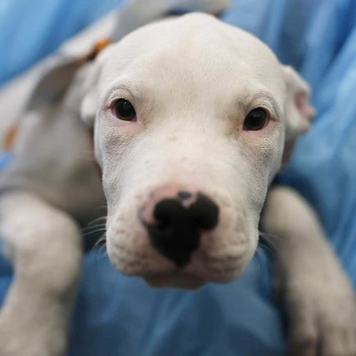 Photo of Casper, adoptable American Staffordshire Terrier in San Antonio, Texas