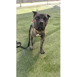 Photo of Kurama, adoptable Presa Canario in Chatsworth, California