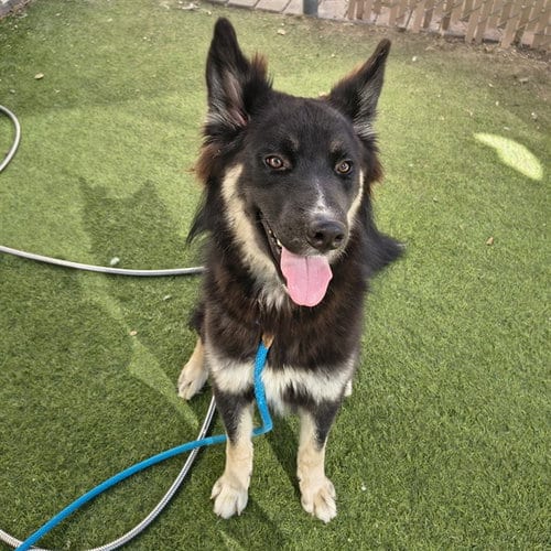 Photo of Comet, adoptable German Shepherd Dog in Phoenix, Arizona