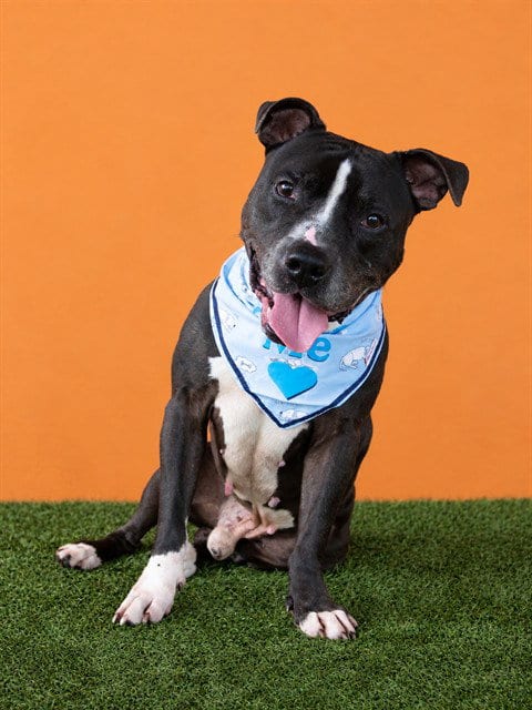 Photo of Brownie, adoptable American Bulldog in Miami, Florida