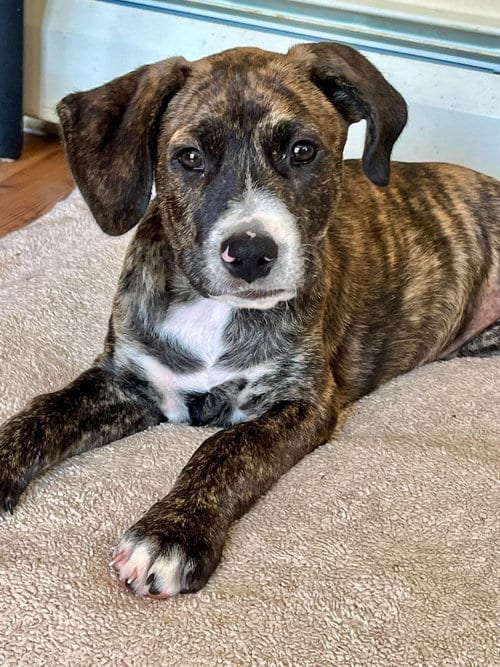 Photo of Jeb ('Bama Bunch 2026), adoptable Pit Bull Terrier in Wenonah, New Jersey