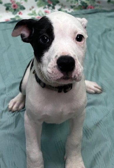 Photo of Gratuity Tucci, adoptable American Bulldog in Wetumpka, Alabama