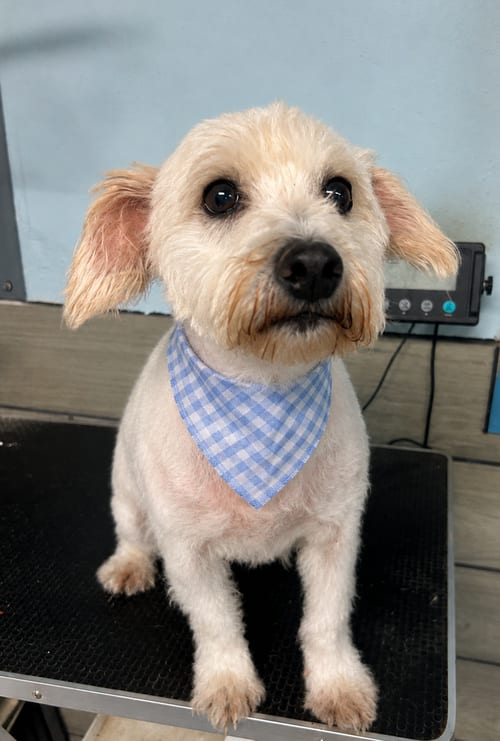 Photo of Fox, adoptable Schnauzer in Pipe Creek, Texas