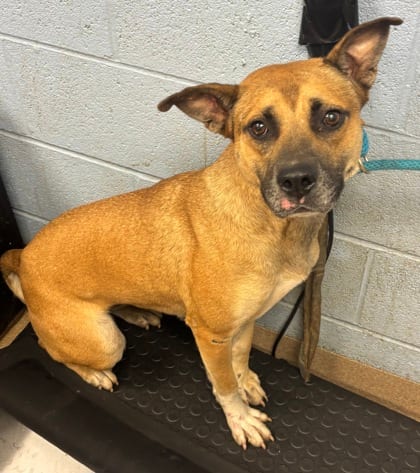 Photo of Blaise Zibini, adoptable dog in Chamblee, Georgia