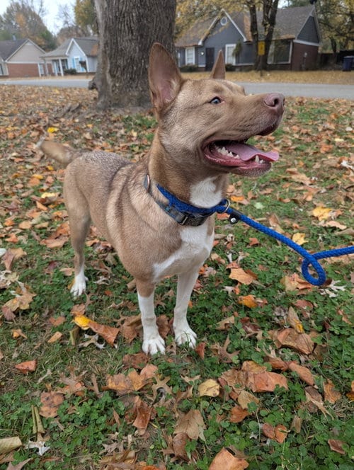 Photo of Ace, adoptable Husky in Munford, Tennessee