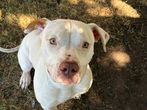 Photo of Gus The Bus, adoptable Pit Bull Terrier in Tulsa, Oklahoma
