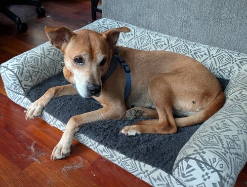 Photo of Pandora, adoptable Rhodesian Ridgeback in Holly Springs, North Carolina