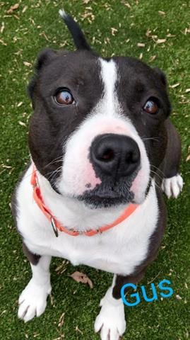 Photo of Gus, adoptable Pit Bull Terrier in Greensbo, North Carolina