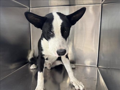 Photo of Max, adoptable Siberian Husky in San Pedro, California