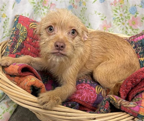 Photo of Brad, adoptable Border Terrier in Rosenberg, Texas