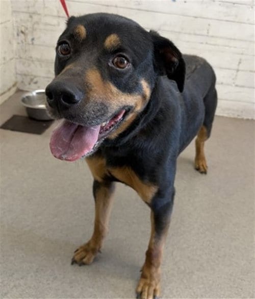 Photo of Mator, adoptable Rottweiler in San Bernardino, California
