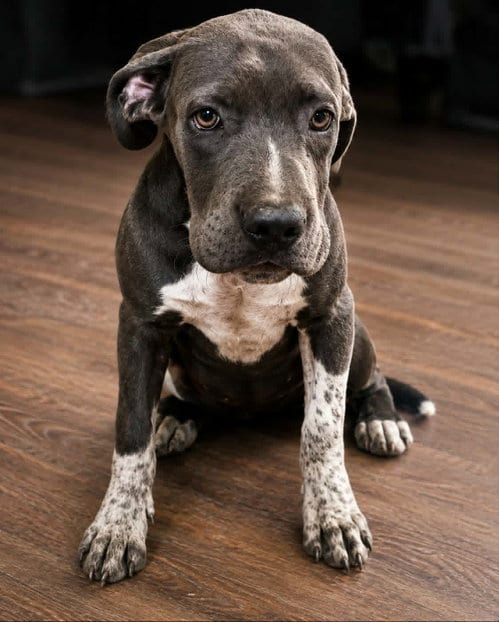Photo of Annalisa, adoptable Mastiff in Robbinsdale, Minnesota