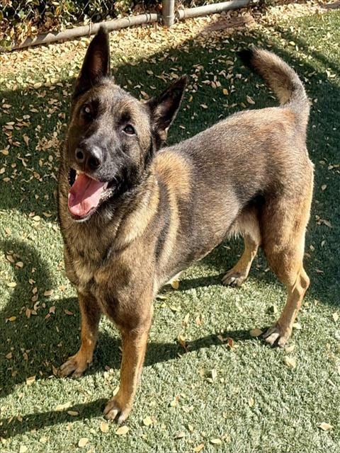 Photo of Alvida, adoptable Belgian Shepherd Malinois in Salinas, California
