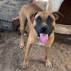 Photo of Yasha, adoptable Boxer American Pit Bull Terrier in Stephenville, Texas