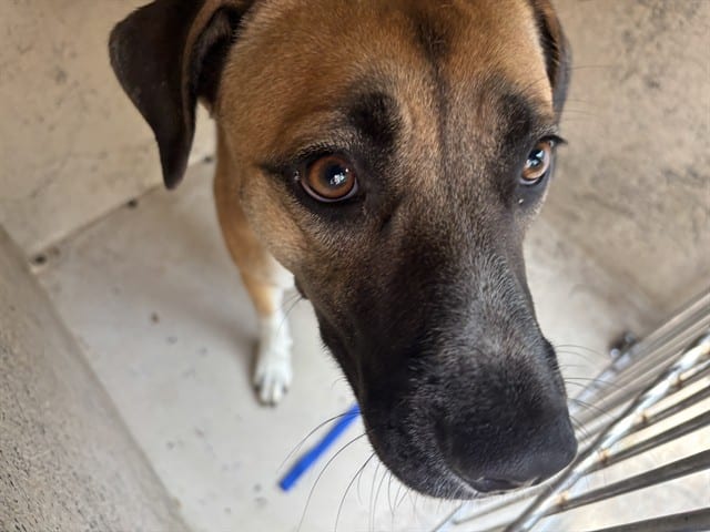 Photo of Senior Black Mouth Cur mix, adoptable Black Mouth Cur mix in Oklahoma City, Oklahoma