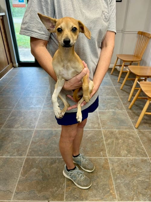 Photo of Tanner, adoptable Feist in Monticello, Mississippi