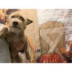 Photo of Ivy, adoptable Terrier (Unknown Type, Medium) in Doral, Florida