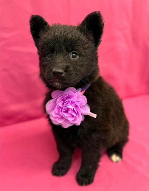 Photo of Flour, adoptable Husky in Sedalia, Colorado