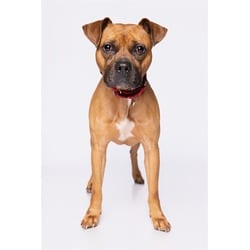 Photo of Rolly, adoptable Boxer in Doral, Florida