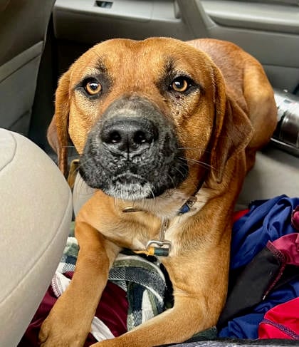 Photo of Oleander, adoptable dog in Chamblee, Georgia