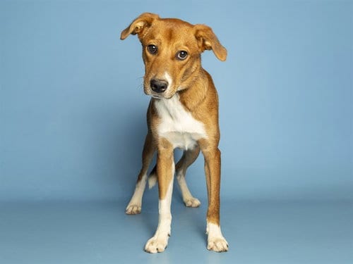 Photo of Sparky, adoptable Black Mouth Cur in Phoenix, Arizona