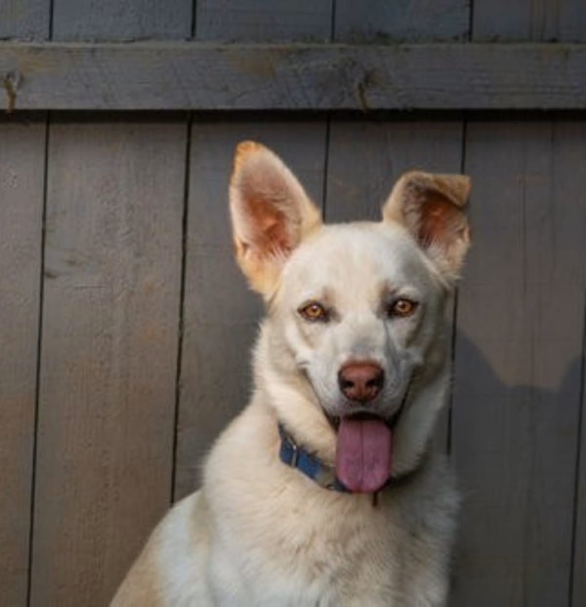 Photo of Jace, adoptable German Shepherd Dog in Hoffman Estates, Illinois