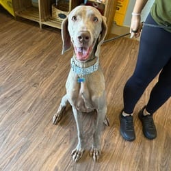 Photo of Willow 4117, adoptable Weimaraner Great Dane in Loxahatchee, Florida